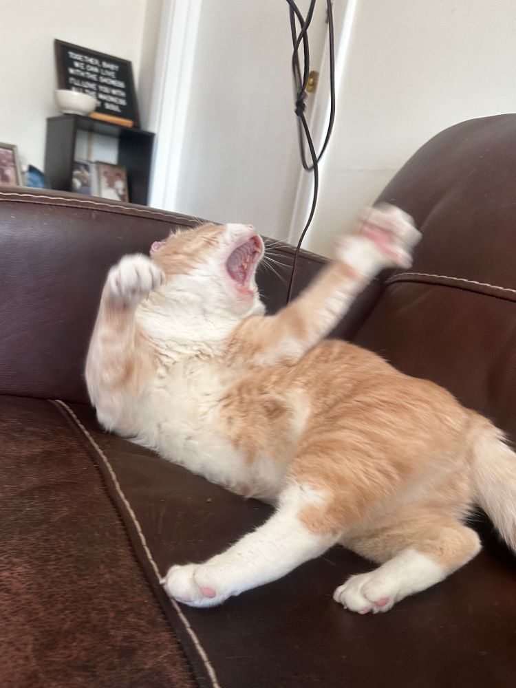 orange cat pawing for the shoelace. his mouth is open 