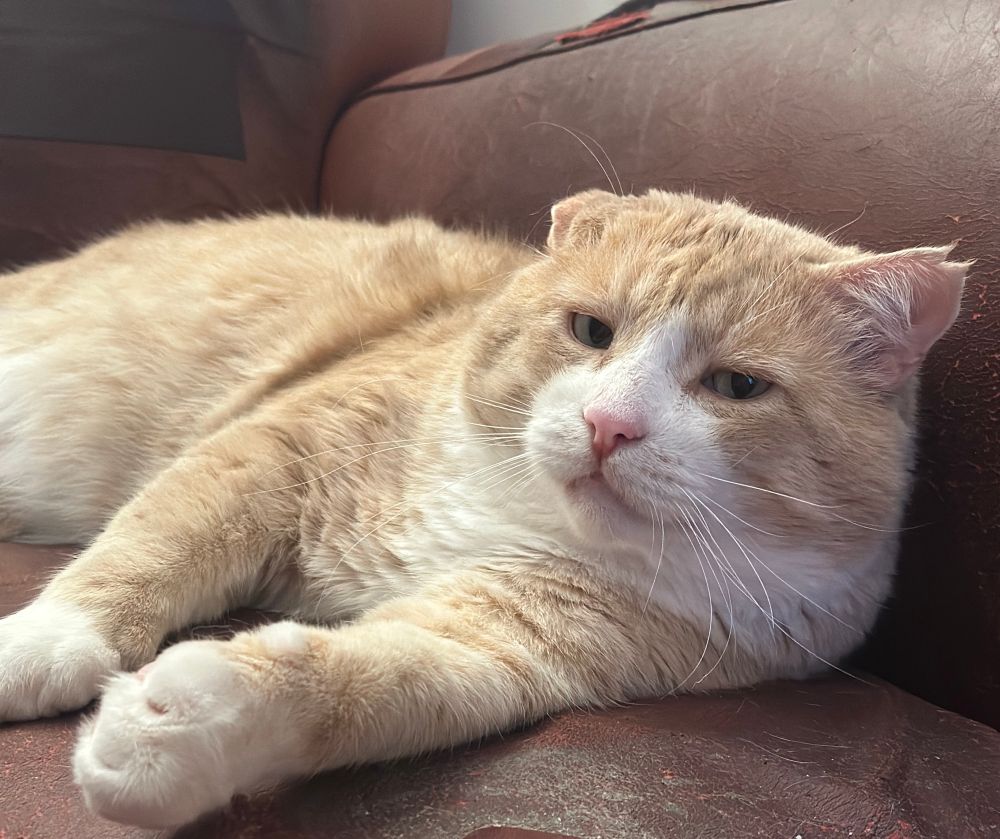 orange cat staring at the camera 