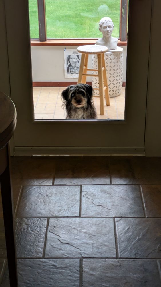 Dog is waiting on the other side of a glass door.