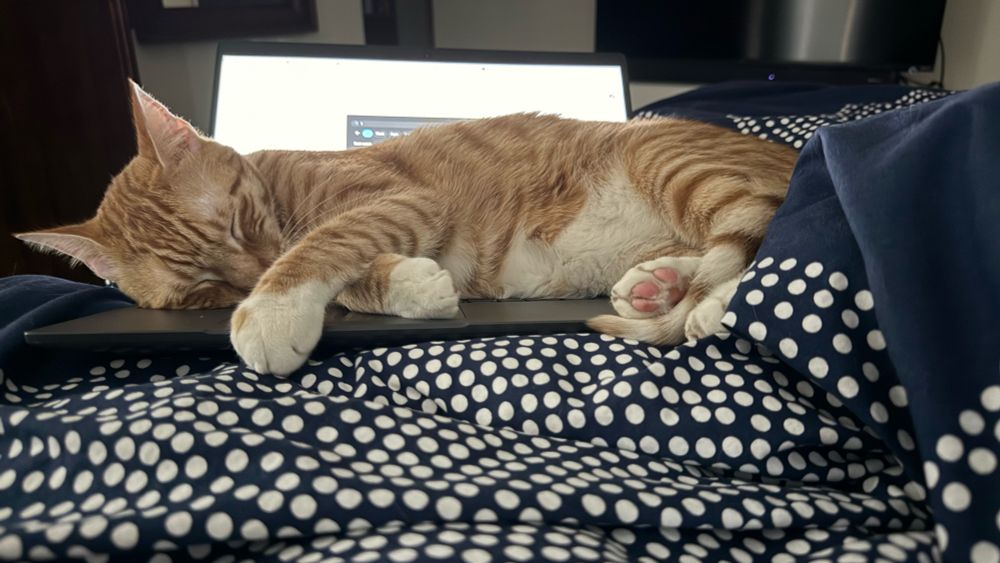 An orange cat, sleeping peacefully on the keyboard of an open laptop. He is probably dreaming of disrupting someone’s workday.