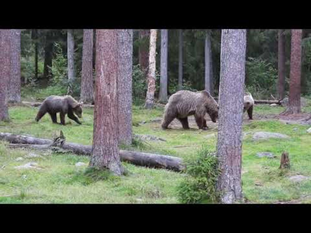 Eurasian Brown Bear (Ursus arctos arctos), Finland