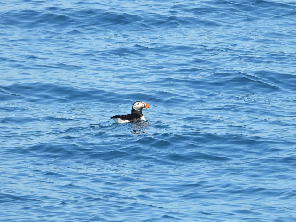 Single Puffin floating in the sea off Lundy's west coast.