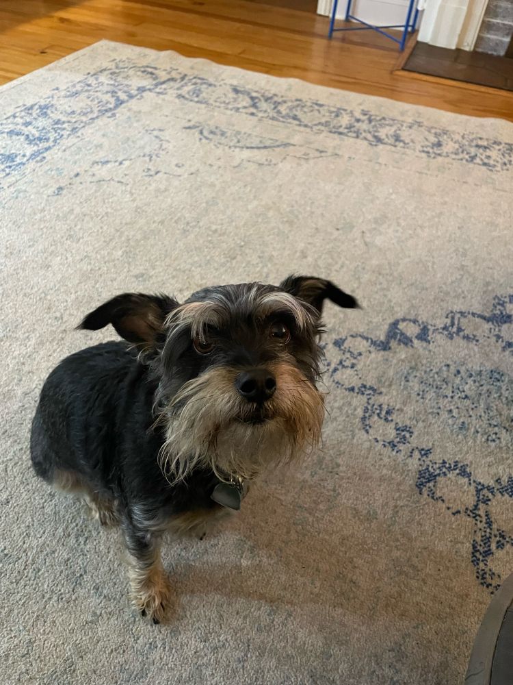 Small black and brown dog sitting on a rug