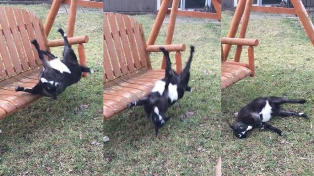 A black and white goat pictured in 3 frames rolling over off of a bench with all 4 legs straight out 
