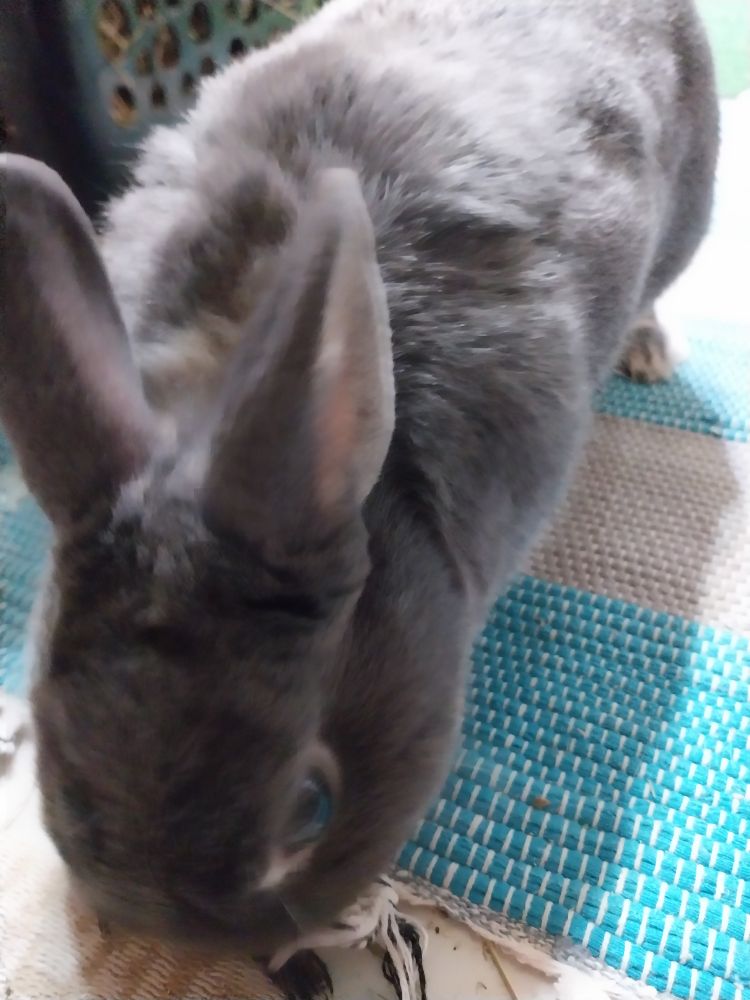 Curious gray rabbit nibbles a throw rug tassel while clandestinely approaching (studying) the camera phone.