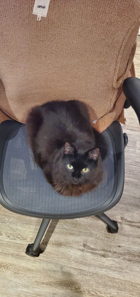 Fluffy black cat loafing on a computer chair