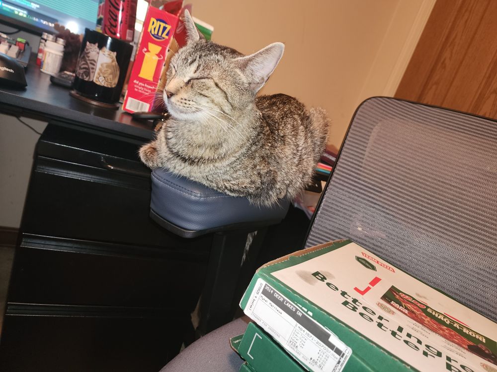 A picture of a stripey grey cat sitting on the arm of a chair next to some pizza, pointedly ignoring everyone and everything. 