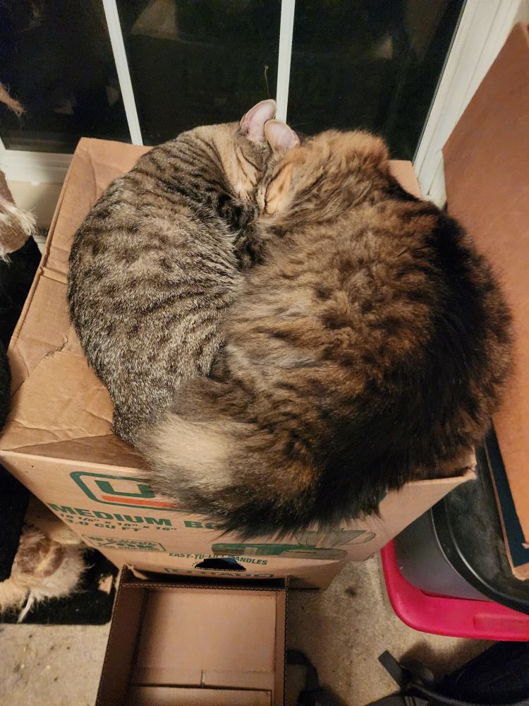 Two cats snuggle on a cardboard box. It's infuriatingly sweet. 