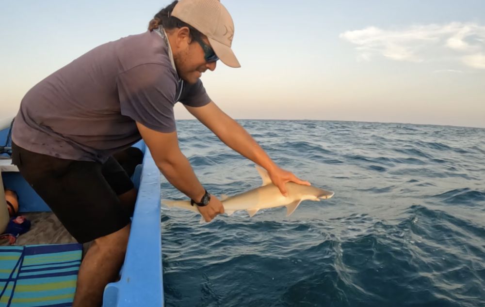 New hammerhead shark named for late Microsoft co-founder Paul G. Allen | Mote Marine Laboratory & Aquarium