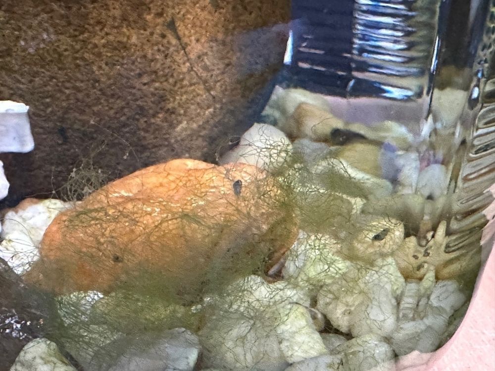 Smol snail living in a large jar full of pond water. Rocks and pebbles and algae. 