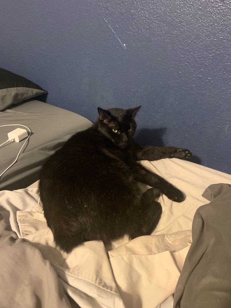 Picture of a cat that looks very grumpy laying on a bed