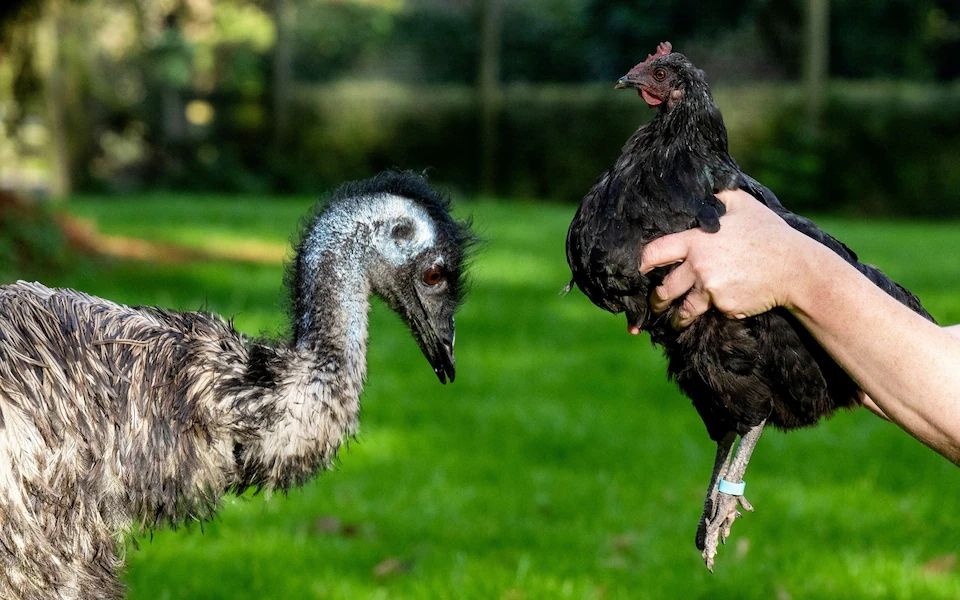 An emu on the left and a hen on the right.