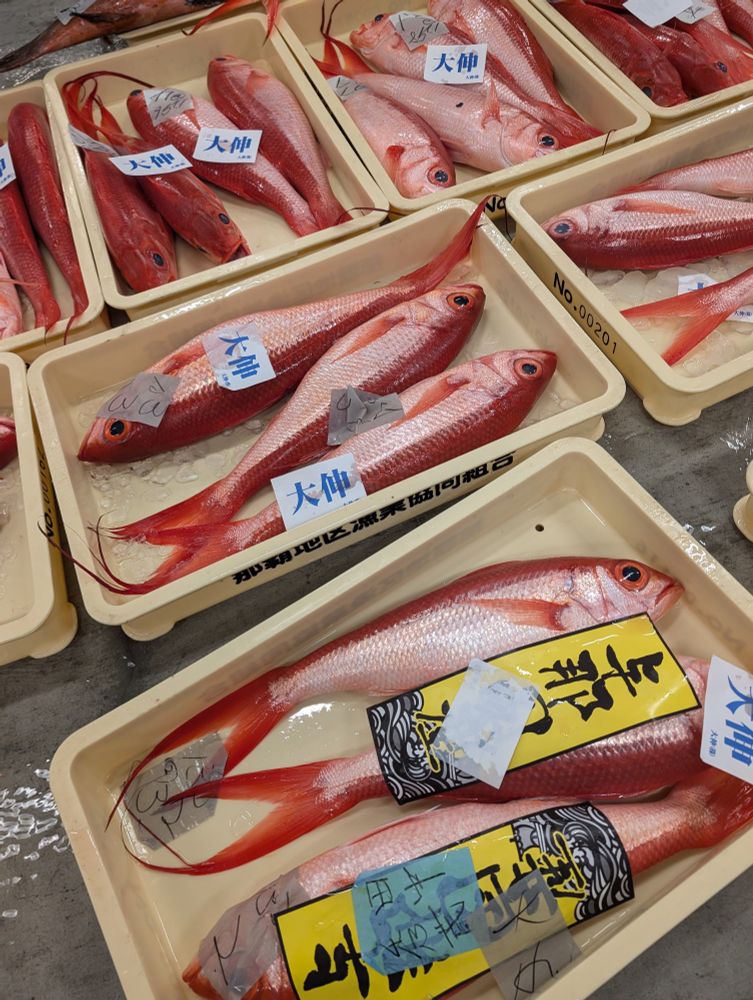 与那国含む八重山地域からのお魚も到着