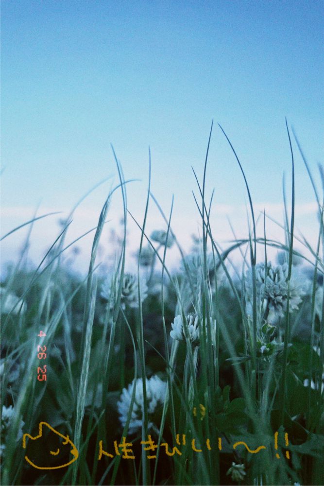 日が沈む頃に散歩して何となく良い感じに撮れた雑草達のエモい写真