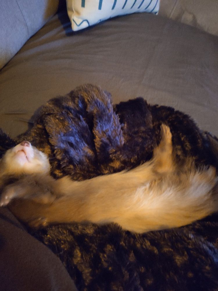 Photo du même furet qui s'étire en dormant, mais qui s'étire encore plus