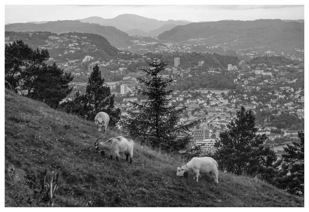 Black and white picture of a steep hill with goats and the town of Bergen below. There are mountains in the distance. 