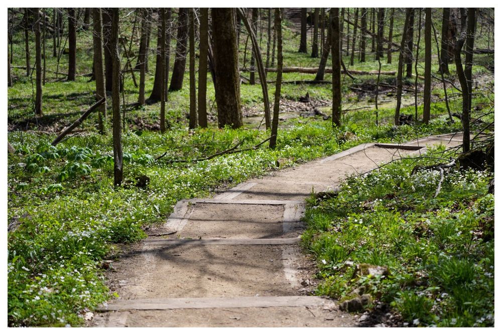 Forest with a pathway through the middle with white flowers along the grassy area