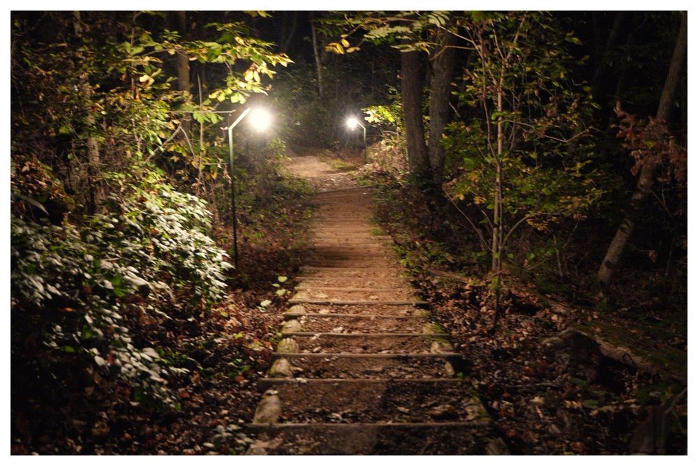 A pathway in the forest illuminated by candlelight on poles there is leaves on the ground and hints of fall color