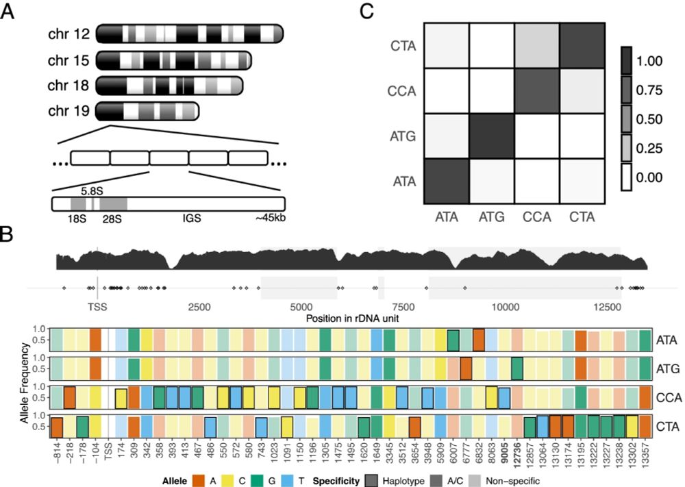 Genetic variation at mouse and human ribosomal DNA influences associated epigenetic states - Genome Biology