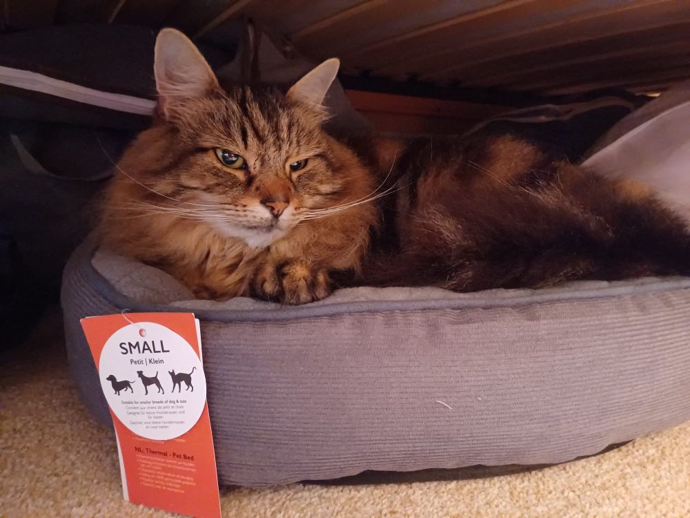 Overweight fluffy tabby cat in cat bed labelled SMALL in capital letters