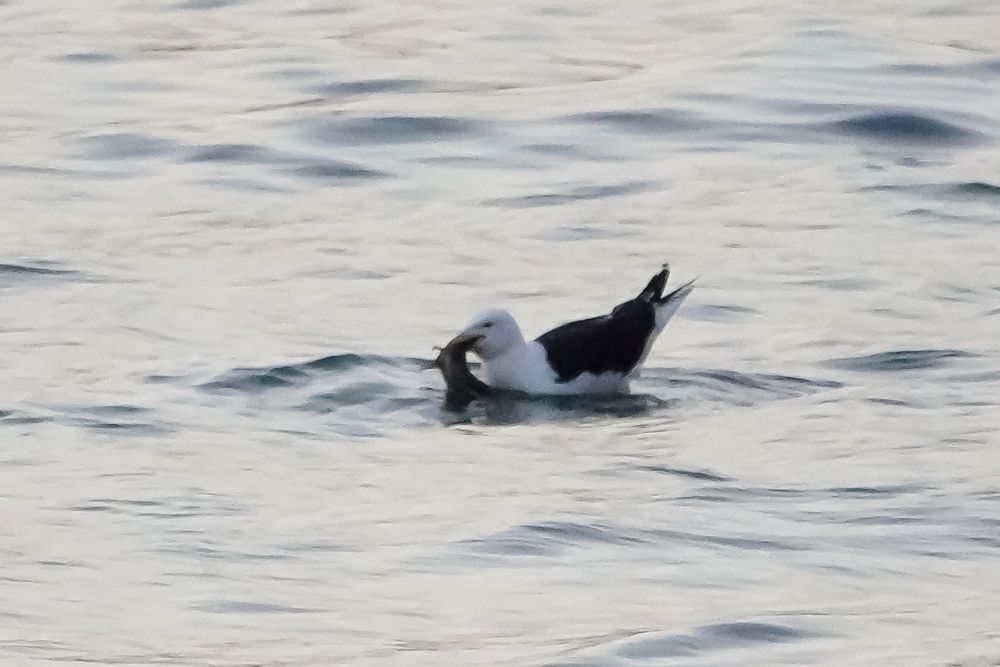 Heavily cropped photo of a Great Black-backed Gull on the water, holding what would seem to be a large fish with small fins in their mouth