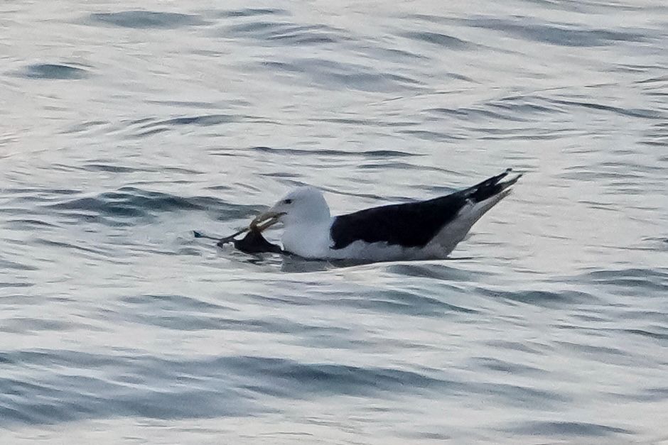 Heavily cropped photo of a Great Black-backed Gull on the water, holding an unidentified sea creature in their mouth
