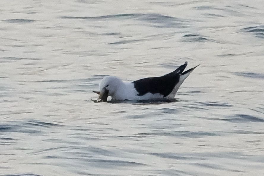 Heavily cropped photo of a Great Black-backed Gull on the water, holding something in their mouth. A fish? A sting ray? some sort of water rodent?
