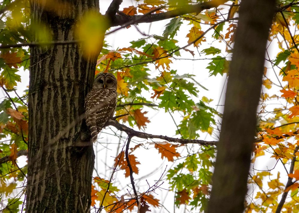 Two tree trunks surrounded by foliage in fall colors - yellows, oranges and light greens -with a bright gray sky in the background. On the side of the tree trunk on the left perches a Barred Owl, facing away, but head turned back, looking in the direction of the camera 