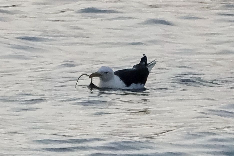 Heavily cropped photo of a Great Black-backed Gull on the water, holding the thin tail of something in their mouth
