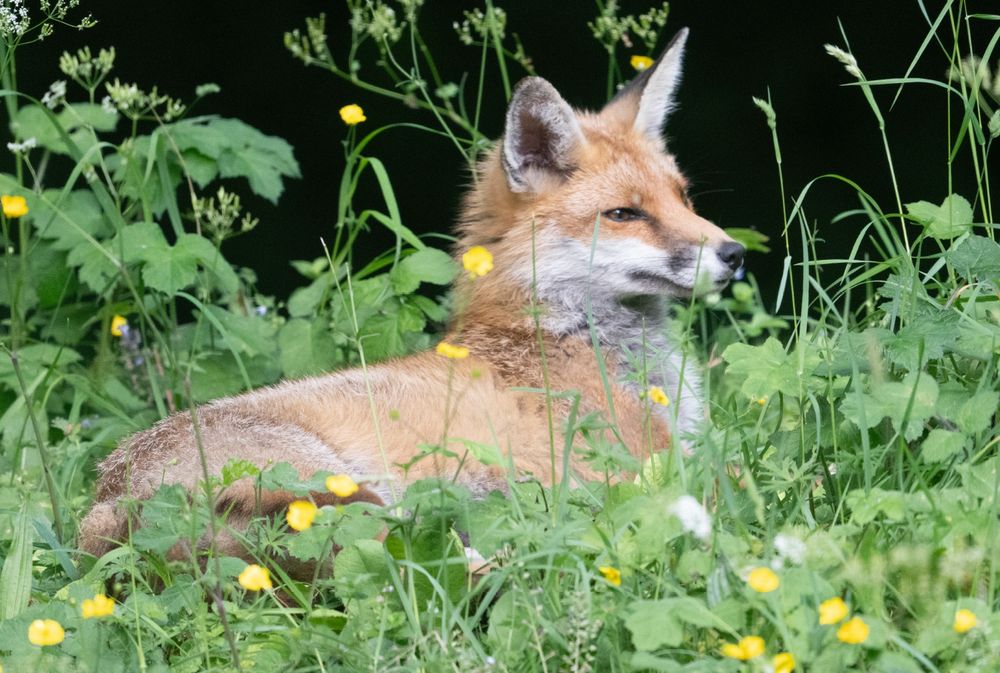 A fox in prime condition sunning himself on spring meadow grass.