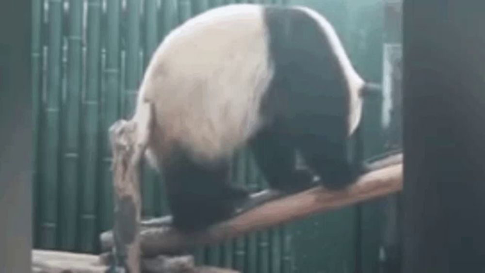 a panda bear is sitting on a tree branch in a zoo enclosure .