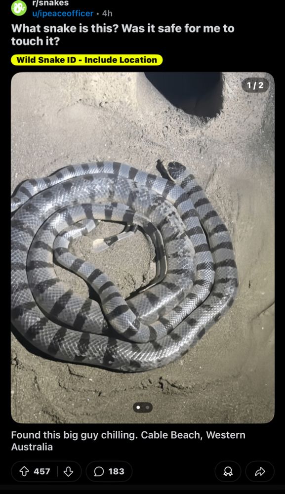 A poster on Reddit asks if this snake they saw in Australia is safe to touch. The snake is a yellow lipped sea krait, very much not safe to touch.