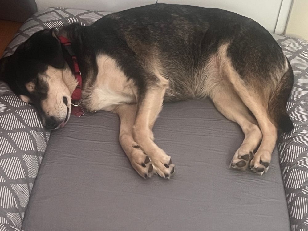 pudding, a black and cream cur mix lays on a grey dog bed. She is asleep and in a crescent shape. A tiny pink sliver of her tongue can be seen