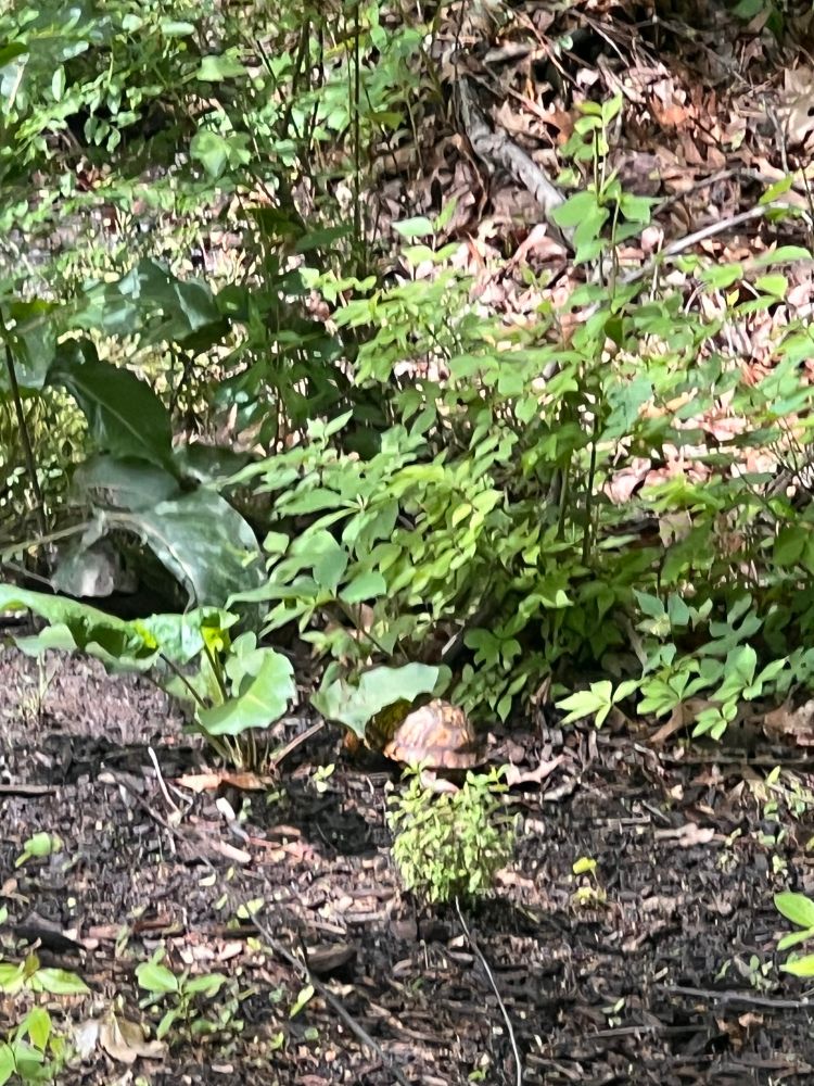 The same eastern box turtle in a lightly wooded area. It’s booking it because it doesn’t want to be seen