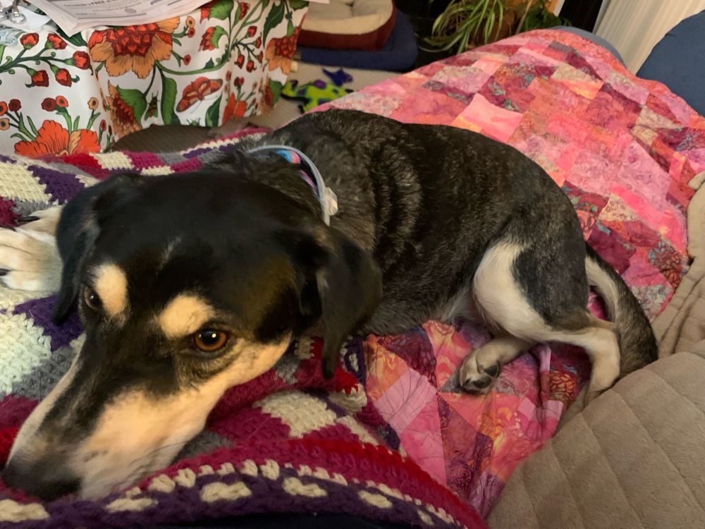 A black and tan dog reclines on the photographer, who is covered by a blanket. The dog has a soulful and sweet expression.