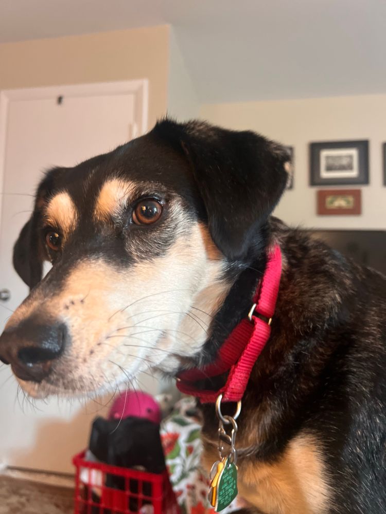 A black and tan dog with expressive eyebrows takes up most of the frame. Her nose is so close, that part of the image is out of focus