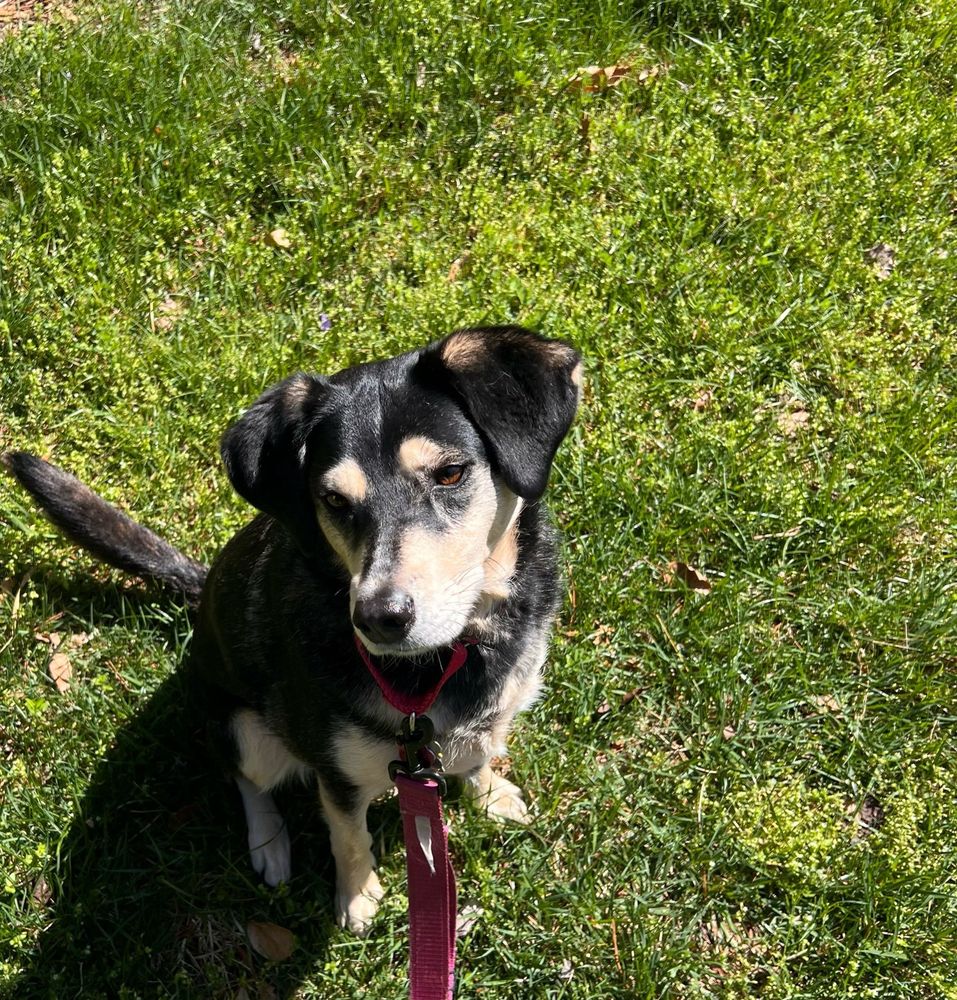 Pudding, a cream and black husky and cur mix, looks expectantly at the photographer while sitting on the grass outside