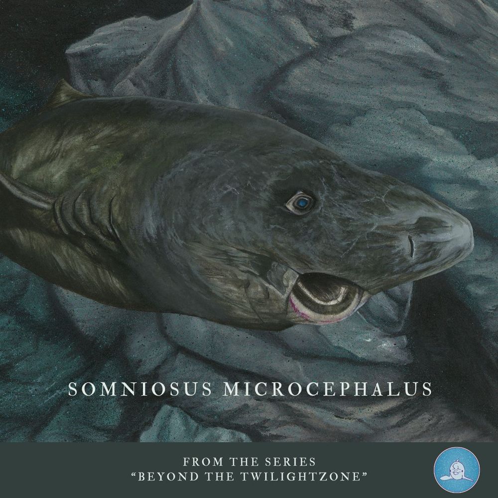 I'm introducing another painting from my series "Beyond the Twilightzone". It's a Greenland shark that I painted completely with a grayish green palet. 
In Beyond the Twilightzone I wrote about this fish: 

"The Greenland shark is a true record-breaker. First, they live in the cold waters from Canada to Norway and at 7 meters, they are the largest Arctic fish.
They grow slowly, only one cm per year. This is due to their slow metabolism. Actually, everything goes a little slower with this giant: they also swim slowly. This has made the shark an opportunistic hunter but also a scavenger. It eats fish, seabirds, seals and also drowned land animals such as reindeer. 
During the cold winters, sharks often swim on the surface and have a chance to encounter such morsels.
They also age slowly. The Greenland shark is the longest-lived vertebrate in the world and is estimated to likely live for over 400 years! Think for a moment what times this shark has swum through! Humanity in Europe was busy with the likes of Mozart, Darwin and Napoleon.
Meanwhile, this giant wandered ignorantly into the depths. That is if it was not being caught by humans. Until 1960, they were fished en masse for their liver oil. Their meat is also poisonous unless smoked or double-cooked.
Moreover, their slow metabolism may account for their longevity, but also the fact that they only become sexually mature after 150 years! The eggs are incubated internally, and only ten young are born.
All this together makes Somniosus microcephalus very vulnerable, and it takes a long time for the population to recover."