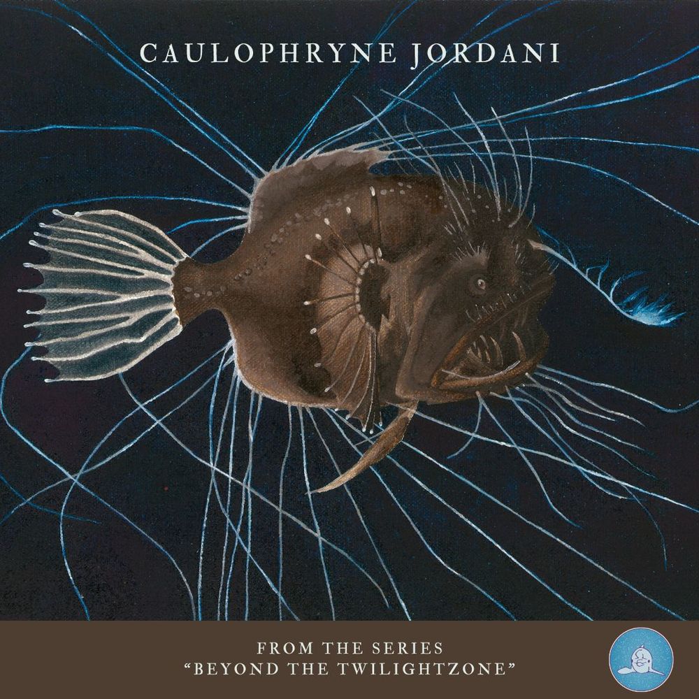 The anglerfish is a terrifying-looking fish with a large maw filled with sharp teeth. Her stomach is elastic, so she can swallow large prey in one go. She is dark brown to black, which makes her almost invisible in the dark all around. She is not very tall, barely 20cm, but long fin rays envelop her like a net of filaments. She also possesses a rod on her forehead with a whitish, luminous tassel. With these, she lures curious, unsuspecting animals to her mouth. She is not an active hunter. She swims slowly and weightlessly in the slow current, waiting for her meal.
I use the words "her" and "she" because this is what the female anglerfish look like.
The male, who usually does not grow larger than a few centimeters is also seen in the illustration: the measly little appendage on the belly of Ms. Anglerfish.

This is also part of the text that I wrote for my book Beyond the Twilightzone. It's more of a catalog of all my deep sea paintings. I dream to make it as a gorgeous artbook someday... 

But for now, the catalog is for sale on Amazon: https://www.amazon.co.uk/Beyond-Twilightzone-Delphine-Mestdagh/dp/1916849776/ref=tmm_hrd_swatch_0?_encoding=UTF8&qid=&sr=
