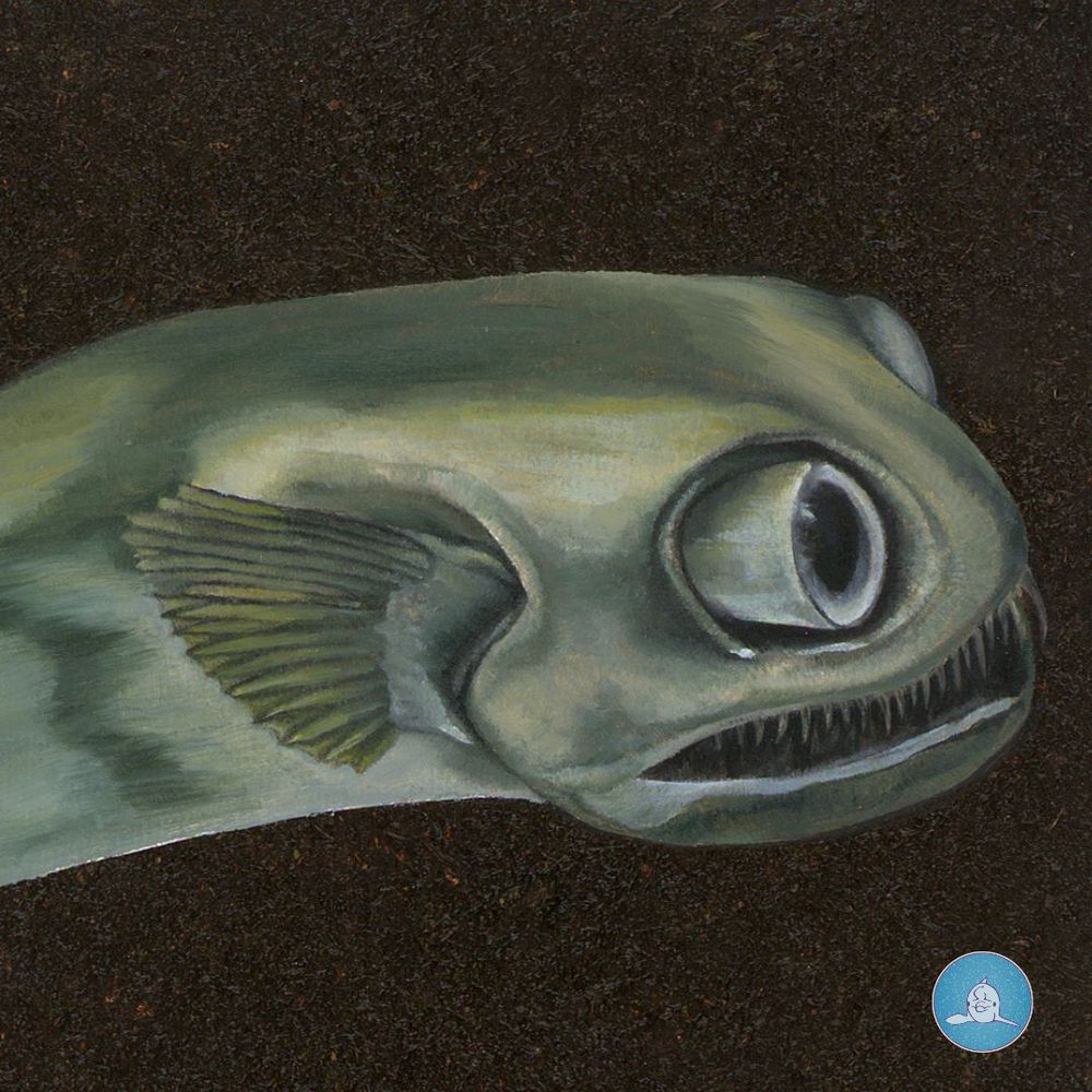 Detail of the head and the awesome eyes. Telescopic eyes are not uncommon in the deep sea, but usually, they are pointed upward, as in the hatchetfish and the barreleye. Gigantura thus appears to carry binoculars and is hence called telescope fish.