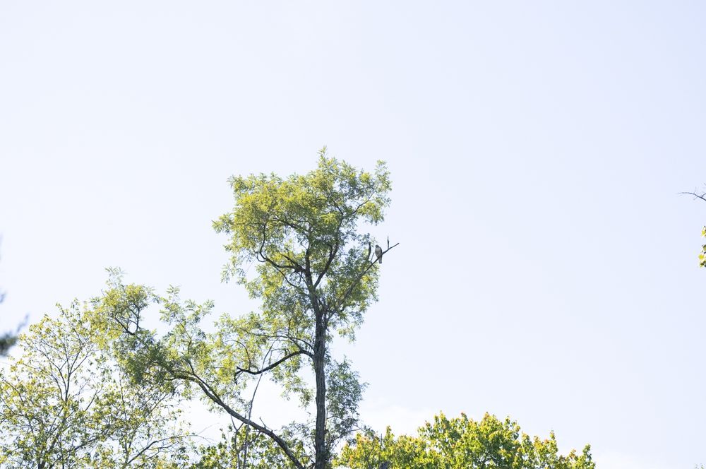 Tree photographed from a distance 