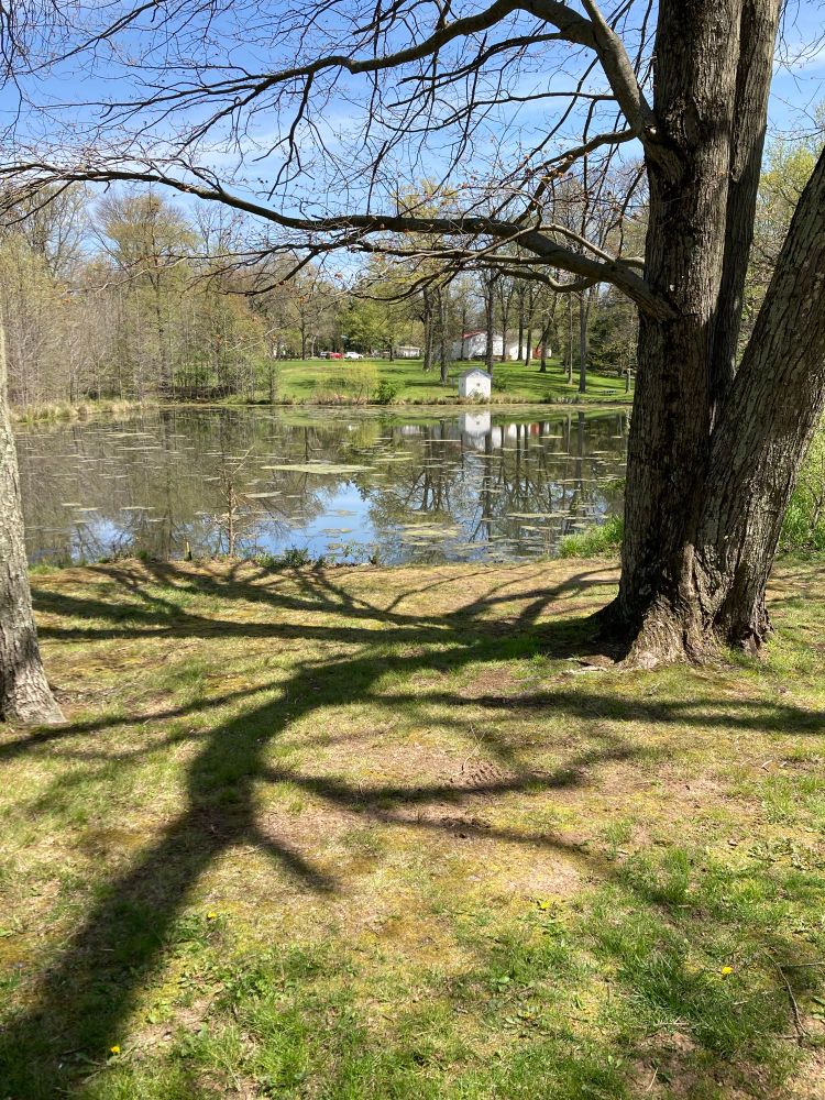 A tree casting a shadow