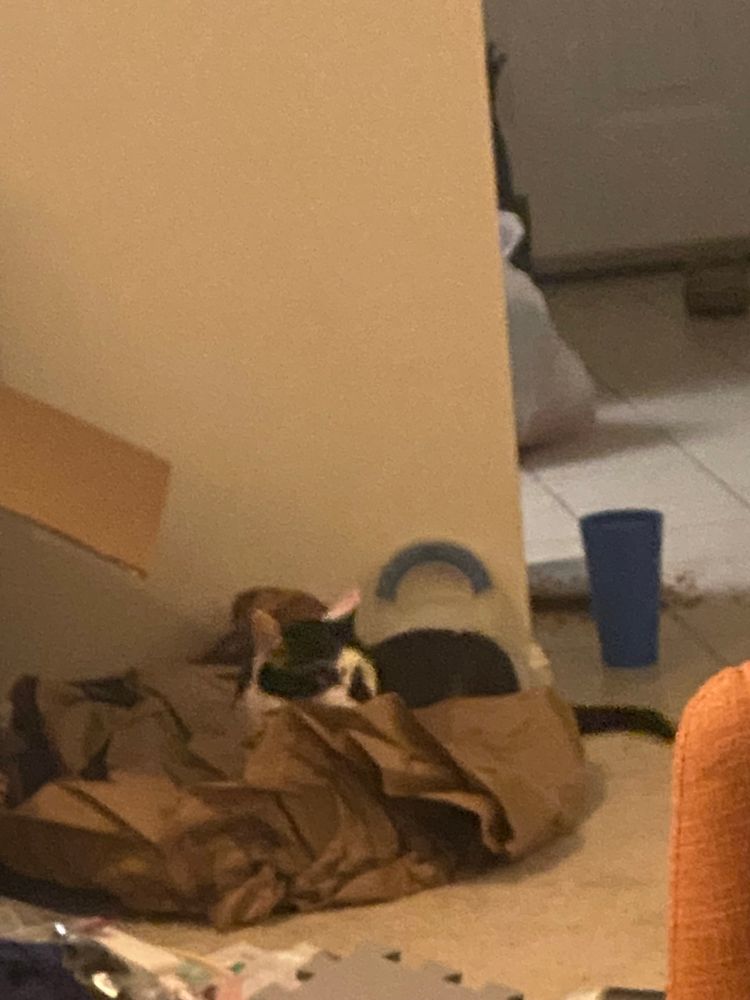 another picture of bandit in his pile of paper