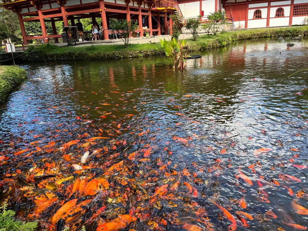 A pond full of Koi Fish 