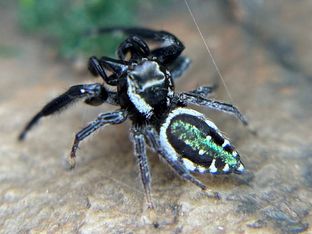 emerald jumping spider (Paraphidippus aurantius)