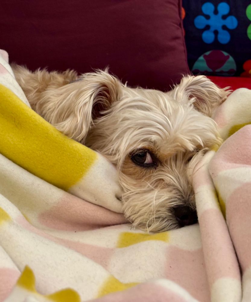 A blond fured Yorkshire Terrier-mix dog, laying wrapped in a white, yellow and pink blanket, gives her human mom the most massive, glorious side-eye. 