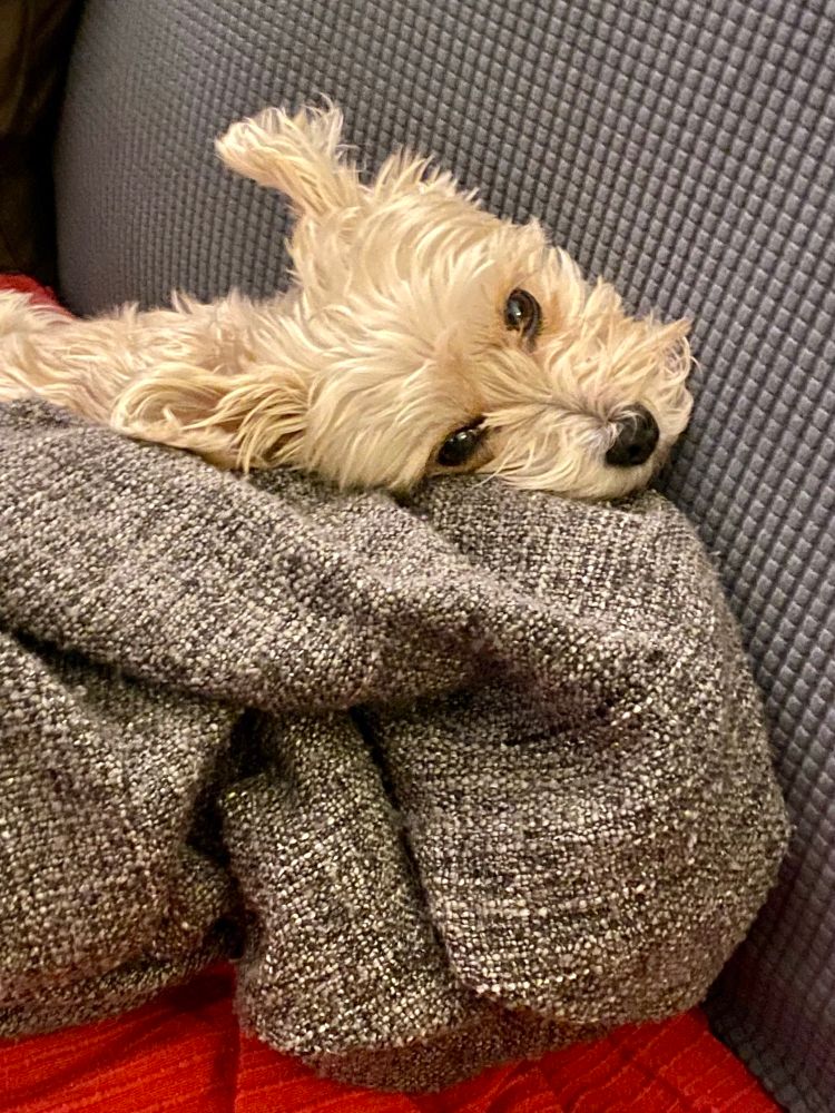 A blonde fur Yorkshire Terrier mix dog, laying on top of a grey blanket, looks slyly at what her human to see if some treats are being handled, and maybe shared.