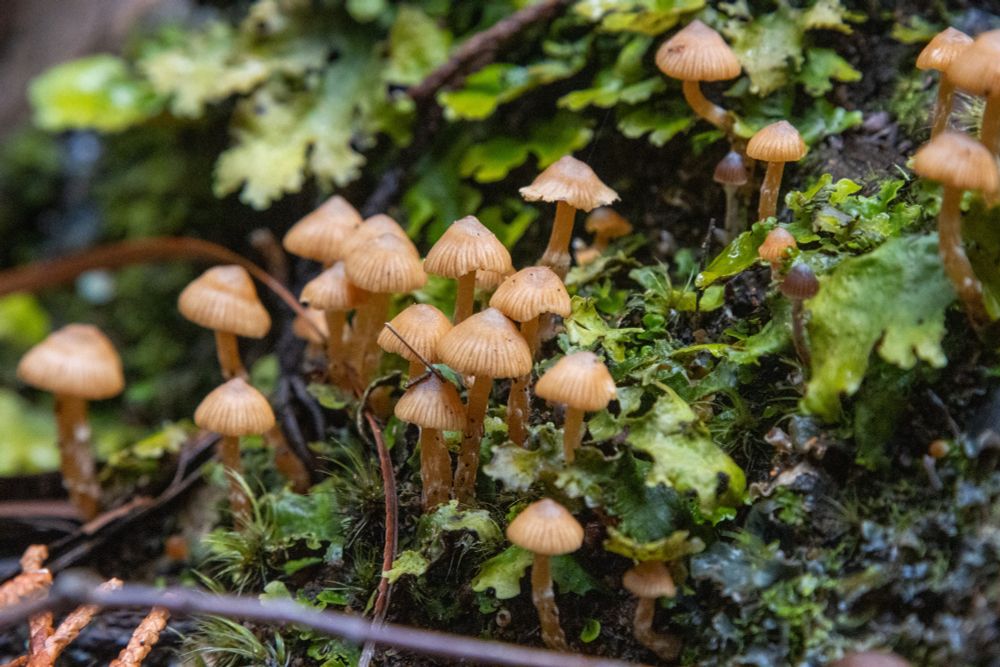 A close up photo of small brown mushroom things growing in green moss and other stuff (don’t @ me - I’m not a biologist!). 