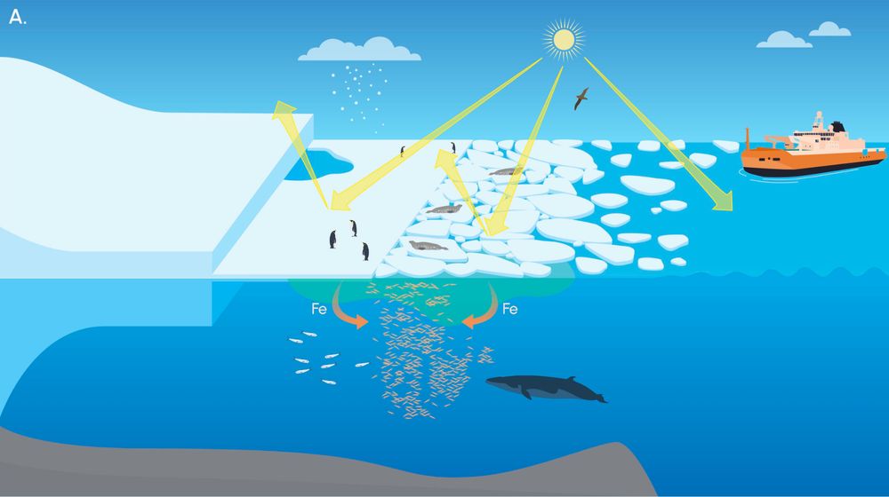 A schematic showing many parts of the Antarctic climate system and ecosystems. Losing summer sea ice impacts pretty much all them.
