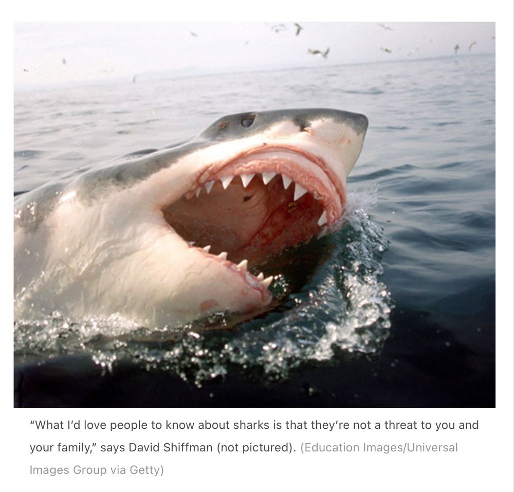 A screenshot from the Nature Anthropocene briefing showing a picture of a shark above a quote from David Shiffman. Helpfully there is a clarification in parentheses at the end of the quote saying that it is not a picture of David Shiffman.